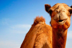 Kako izgleda kamela in kakšna korist človek prinaša? Kako izgleda kamela in kakšna korist človek prinaša?